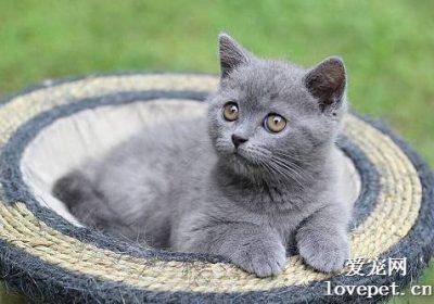 如何应对猫咪对诱食剂上瘾的问题？缩略图