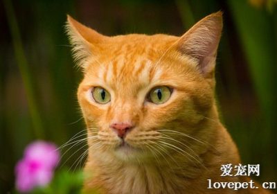 猫吐毛球时应避免进食么 猫吐毛球时的注意事项缩略图