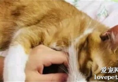 猫最喜爱触抚身体的哪个部位？缩略图