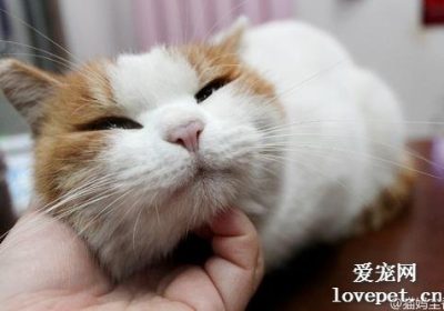 猫咪打呼噜的原因分析缩略图