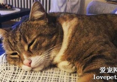 如何应对小猫打呼噜的情况？缩略图