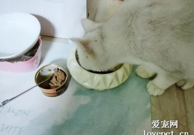 猫罐头喂食分量建议多少合适？缩略图