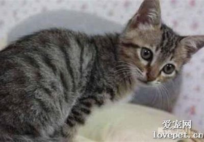 狸花猫的智力水平如何？缩略图