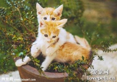 如何处理猫咪嘴唇附近的猫藓问题？缩略图