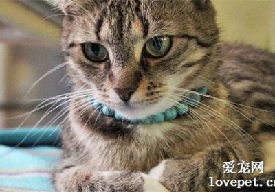 怀孕的猫嚎叫是否即将生产？缩略图
