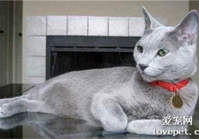 主人在猫分娩时是否应该避免观看？缩略图