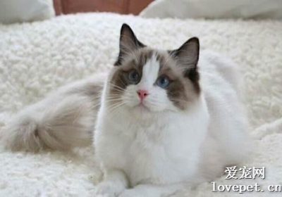 猫为何需要注射缩宫素？缩略图