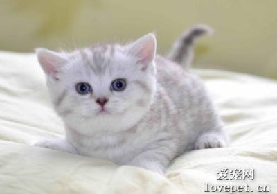 猫可以吃鸡蛋吗？缩略图