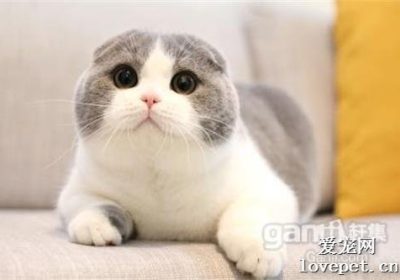 折耳美短通常在什么年龄段显现症状?缩略图