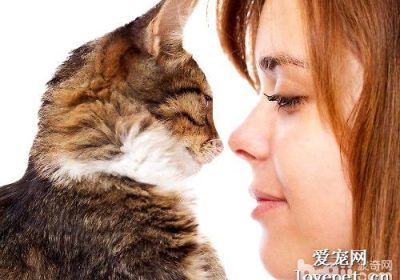 猫咪能否感知人类的关爱？缩略图