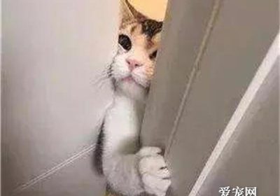 为什么猫咪倾向于守在厕所旁边？缩略图