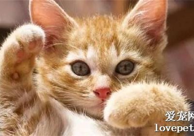 如何应对猫咪毛发干枯无光泽的问题？缩略图