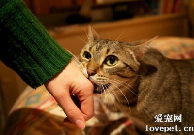 如何应对家中猫咪的咬人行为缩略图