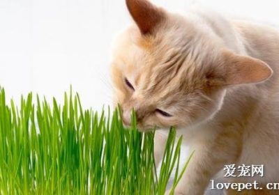 猫草适合多大月龄的猫咪食用？缩略图