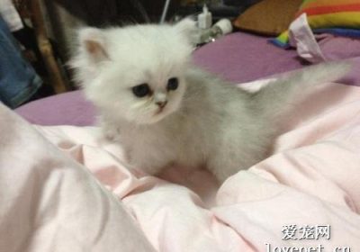 如何应对幼猫脱毛问题？缩略图