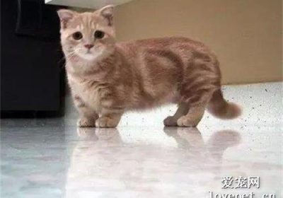为何矮脚猫价格高昂？缩略图