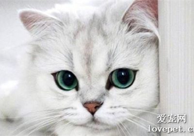 家中小猫鼻支的护理措施缩略图