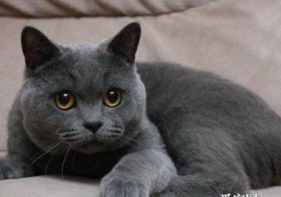 英短蓝猫的优势与劣势分别是什么？缩略图