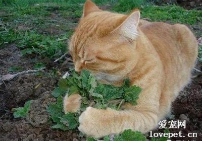 小猫咪是否适合接触猫薄荷？缩略图