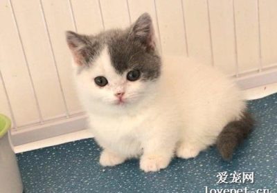 为了养好猫咪，我们应当准备哪些必需品？缩略图