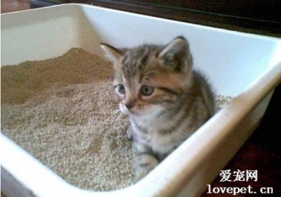 如何训练小猫使用猫砂盆？缩略图