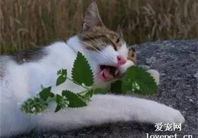 猫食用猫薄荷会产生不良影响吗？缩略图