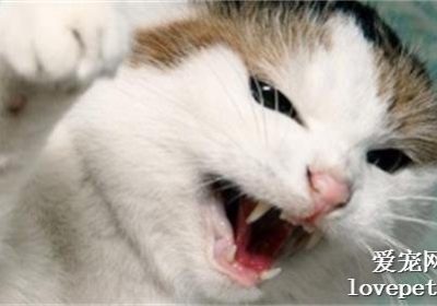猫在嗅到异臭脚部时为何会咧嘴？缩略图