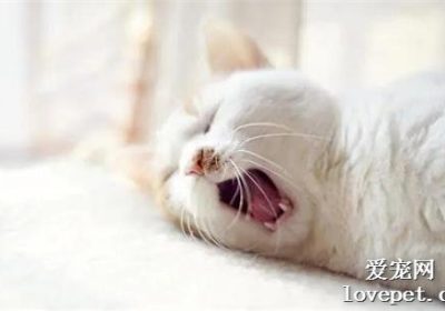 猫语解码：揭秘猫与人类相处的三大常见误解缩略图