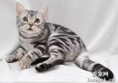 怎样识别美国短毛猫的利与弊？缩略图