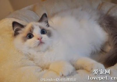 如何正确饲养布偶猫的关键事项缩略图