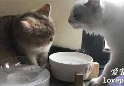 猫咪护食的表现有哪些？缩略图