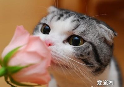 如何修复与宠物猫的嫌隙？缩略图