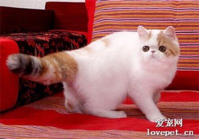 如何正确饲养加菲猫？缩略图