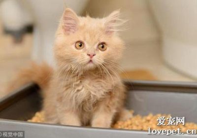 如何应对猫突然开始随地大小便的问题?缩略图