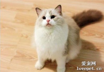 盐为何不适合猫食用？缩略图