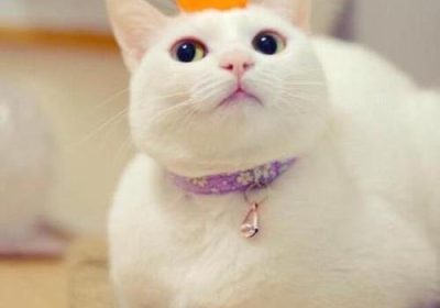 猫咪能否食用橘子？缩略图