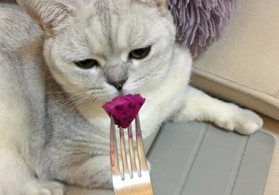 猫咪能否食用火龙果？缩略图
