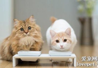 新猫融入时，原居猫咪如何建立和谐相处之道？缩略图
