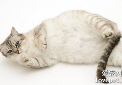 小猫怀孕临近生产期为何持续叫唤?缩略图