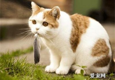 哪些鱼类既适宜猫食用又富含营养？缩略图