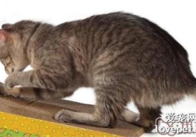 猫咪磨爪行为背后的原因是什么？缩略图
