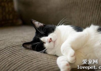 为何发情期猫咪持续嚎叫？缩略图