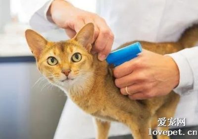 家庭饲养猫咪的定期驱虫时间表是多久？缩略图