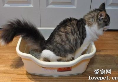 猫咪无端排尿异常的可能成因有哪些?缩略图