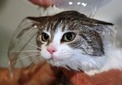 如何为排斥水的猫咪进行洗澡过程？缩略图