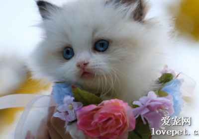 猫咪发腮的普遍性及其营养需求缩略图