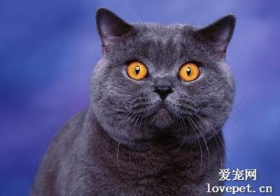 如何培育并调教蓝猫？缩略图