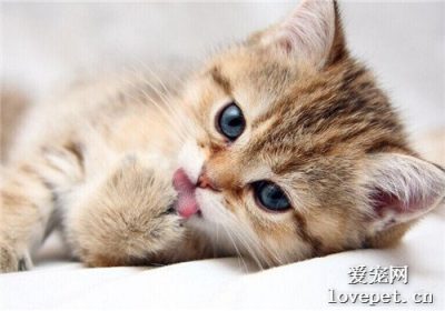 猫舔毛的原因和益处缩略图