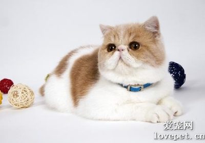 猫腿部脱臼与骨折的辨别方法缩略图