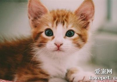 沙哑干呕声：探究猫咪可能的健康问题缩略图